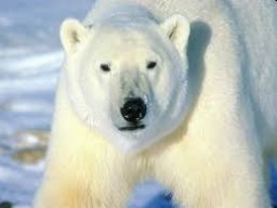 polarbearb